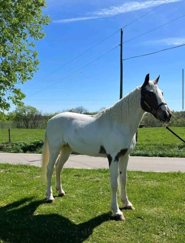 Bruno - Image 5